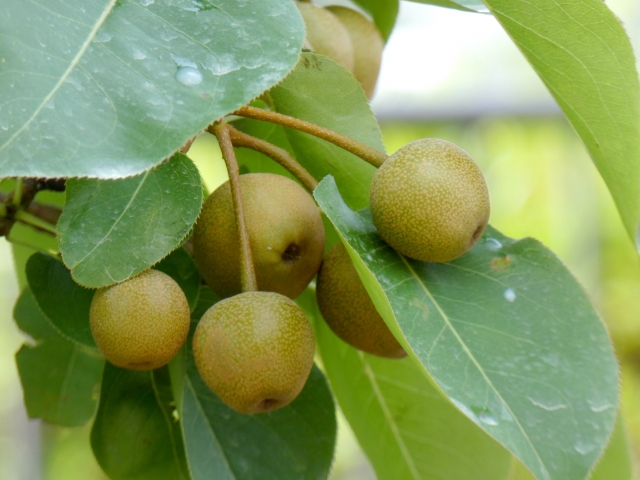梨の原種のヤマナシ