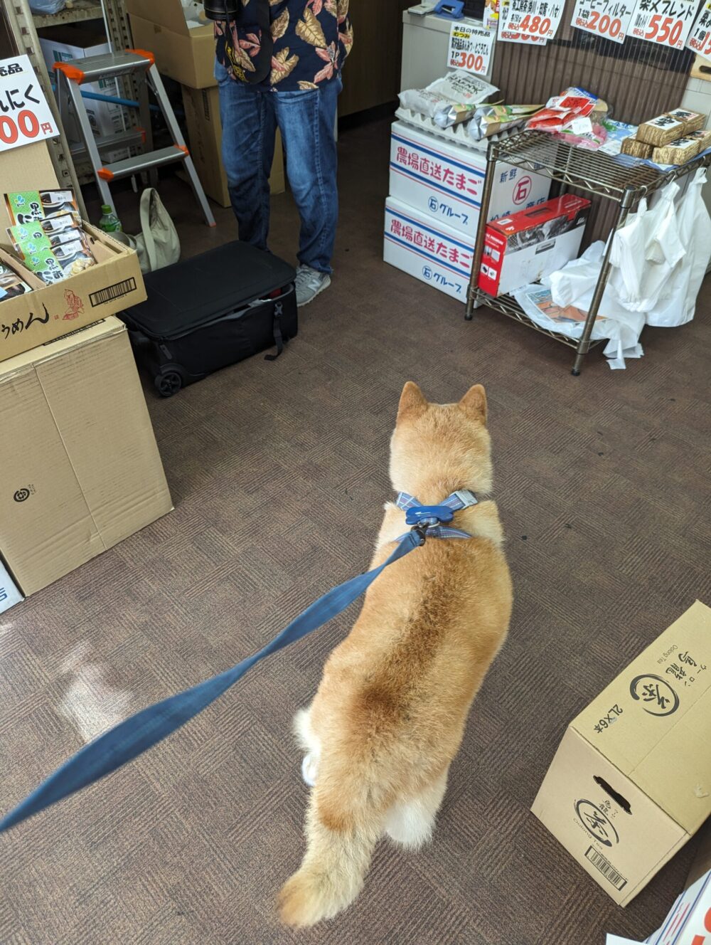 弊社広報部長「梅吉(柴犬）」とカメラマン