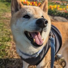 広報部部長　柴犬「梅吉」の鍼灸治療