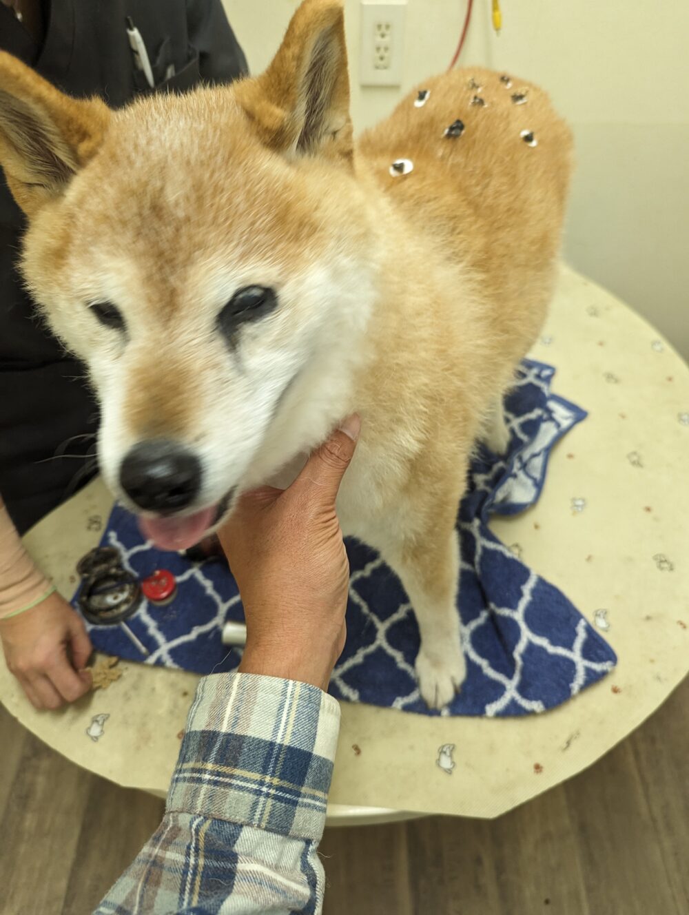 鍼灸治療中の梅吉