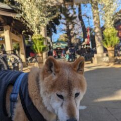 新年あけましておめでとうございます。2024年のご挨拶と今年最初の営業のお知らせ。