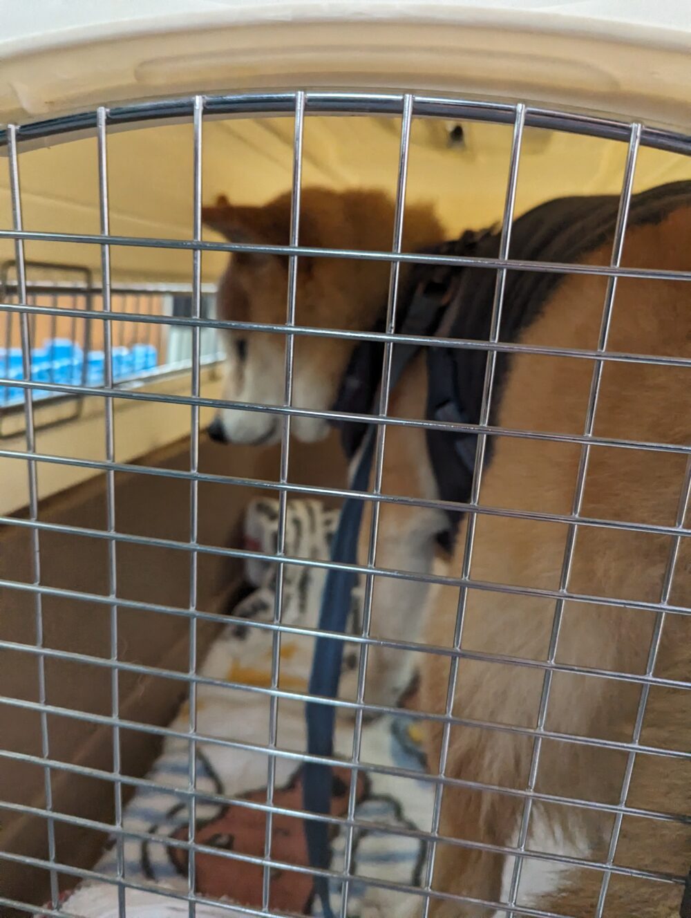 ケージで移動する柴犬 梅吉