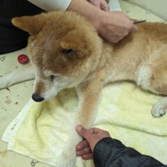 広報部長「梅吉」の鍼灸治療経過　2024年１月　食欲回復、少しずつ改善方向へ