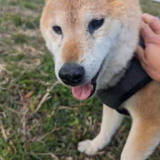 歩行をサポート、STEP EQT「歩けるくんEQT」を梅吉に装着。その後の歩行の改善は？