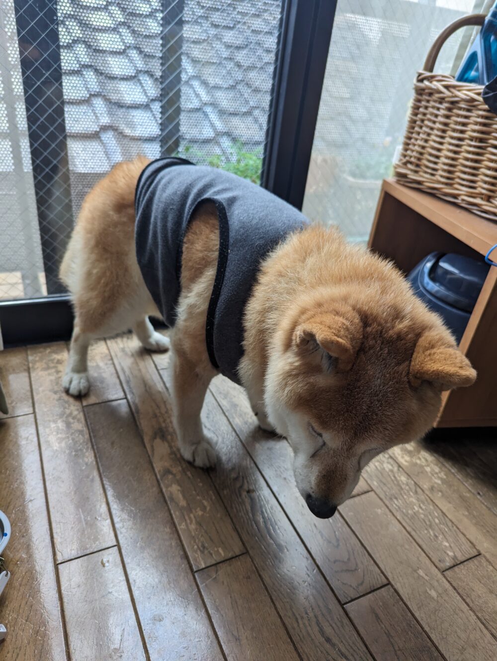 腰が曲がってきた梅吉(柴犬)