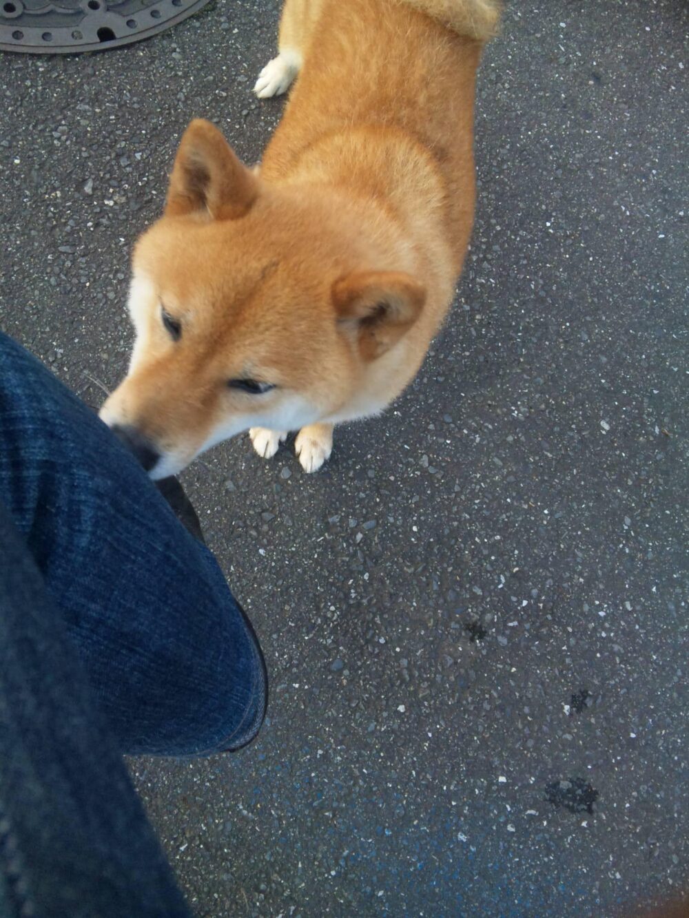 放浪犬時代の梅吉