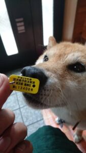 匂いをかぐ梅吉