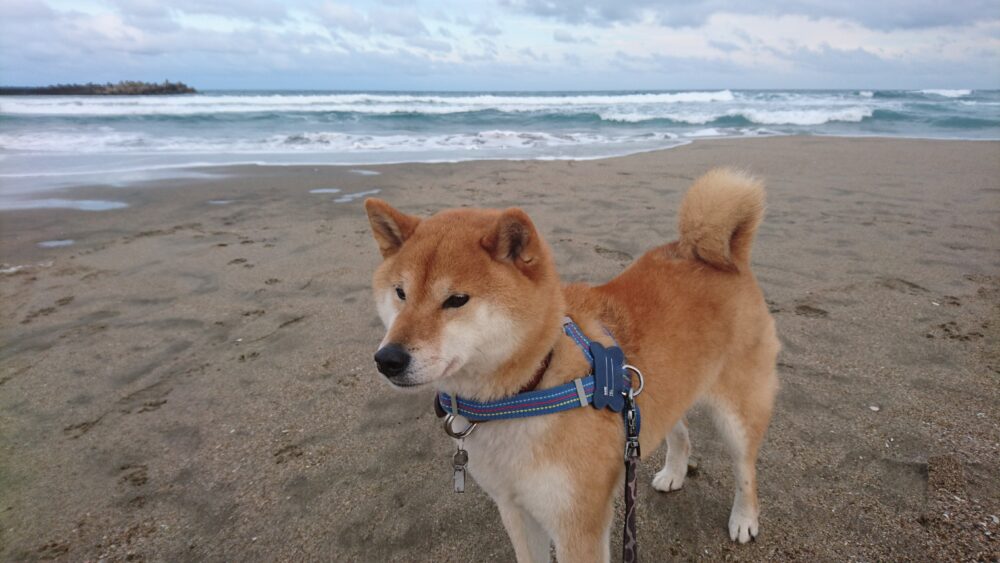 茨城県鹿嶋の海と梅吉