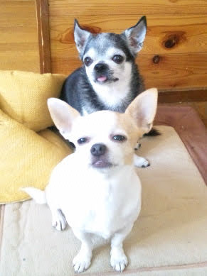 チワワのウルタとサンディ