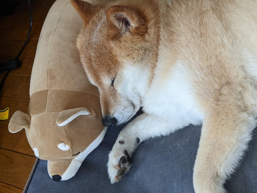 梅吉とコタロウ