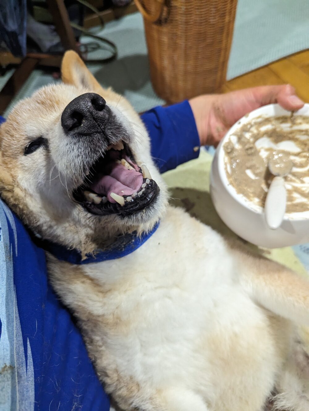 梅吉完食わっしょい