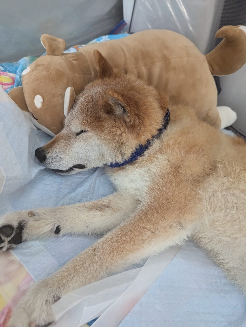 コタロウに寄りかかる梅吉