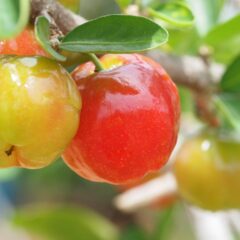 知ってるようで知らない？アセロラの原産地と歴史