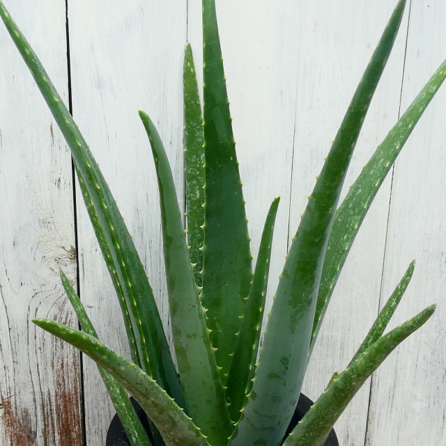アロエベラ