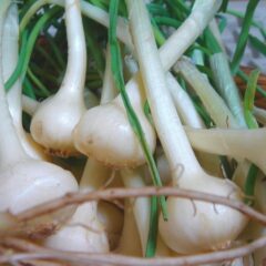 野蒜（のびる）って実はスゴイ山菜だった！美容と健康に◎