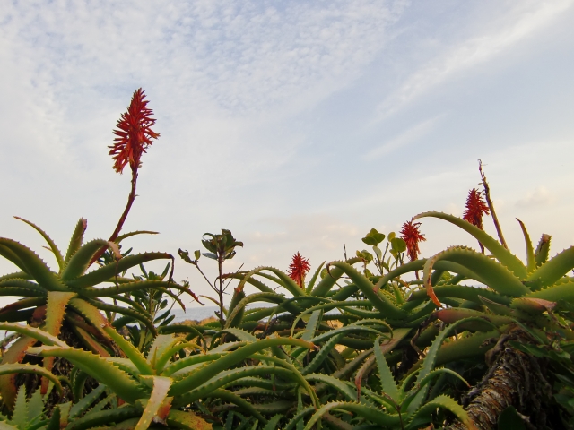 アロエ・フェロックス