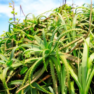 アロエって実は〇〇だった！？意外と知らない歴史と種類