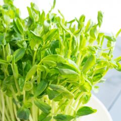「豆苗って栄養あるの？」に答えます！βカロテンの効果とレシピも紹介