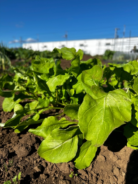 家庭菜園のルッコラ