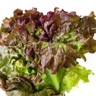 サニーレタスが主役！？知られざる健康パワーと効果的な活用法を紹介