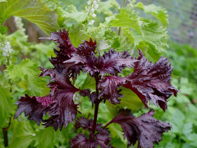 赤紫蘇・青紫蘇