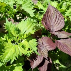 紫蘇が夏バテに効く理由とは？香り成分ペリルアルデヒドの驚きの力