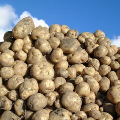 じゃがいもは糖質が多いって本当？ダイエット中でも安心な食べ方とは？