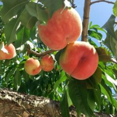 桃でキレイも健康も。栄養・効能と旬を楽しむ食べ方ガイド
